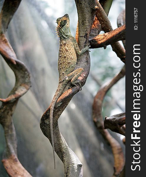 Angle-headed lizard in Terrarium. Angle-headed lizard in Terrarium
