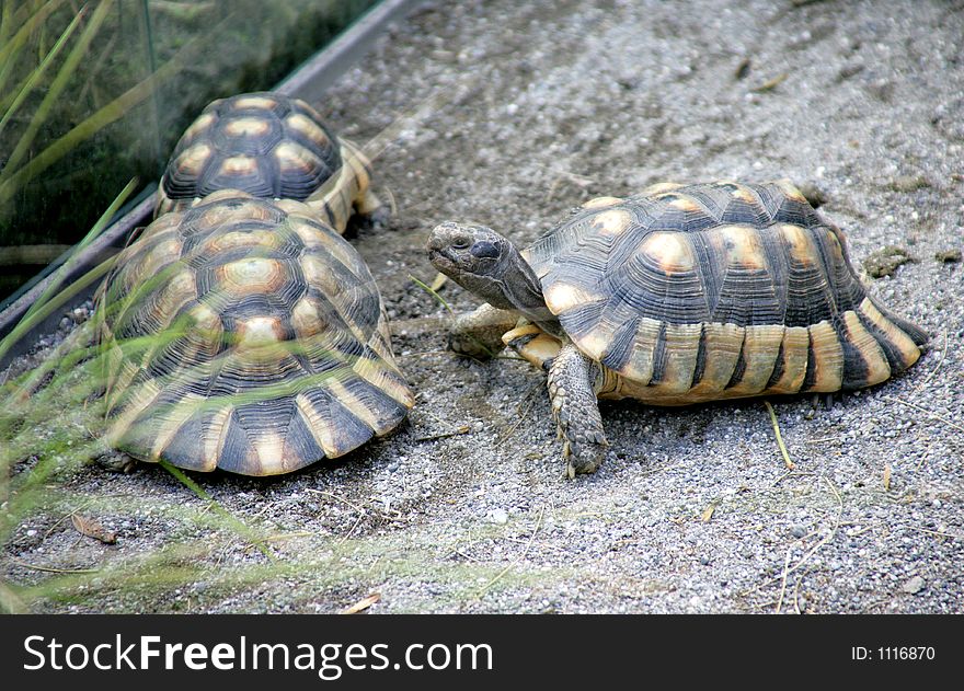 Land tortoise. Land tortoise