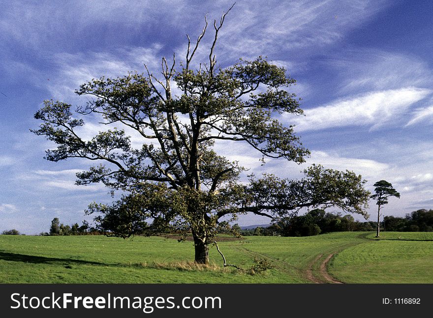 An old pictorial tree on a green meadow. Blue sky and hite clouds in the background. An old pictorial tree on a green meadow. Blue sky and hite clouds in the background