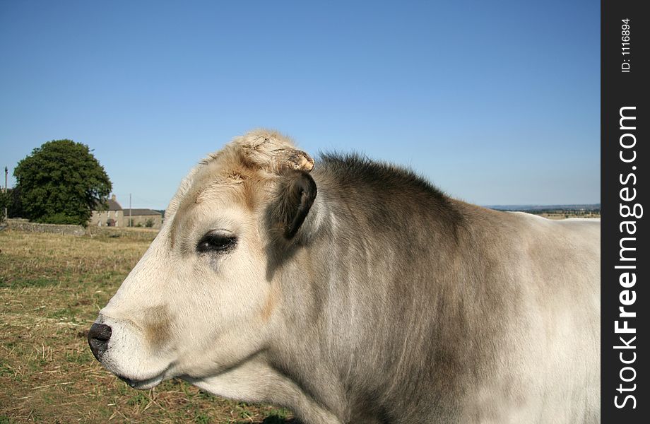 Handsome bull standing in the sunshine. Handsome bull standing in the sunshine