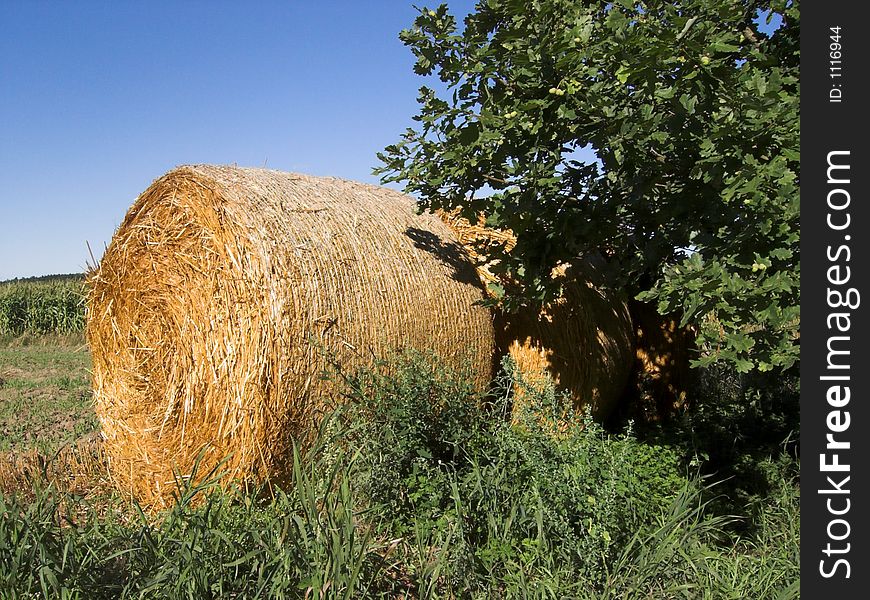 The image shows a role of straw seen in Bavaria. On the right side of the picture is an oak tree, inf front of the straw is grass and some bushes. In the background of the photo is deep blue sky.