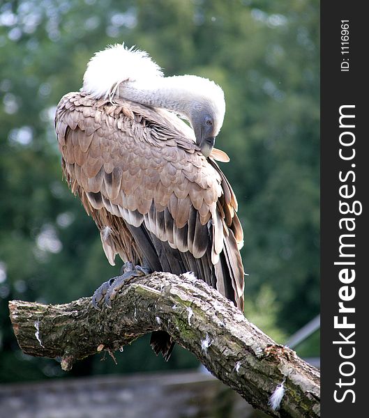 Griffon-vulture. Griffon-vulture