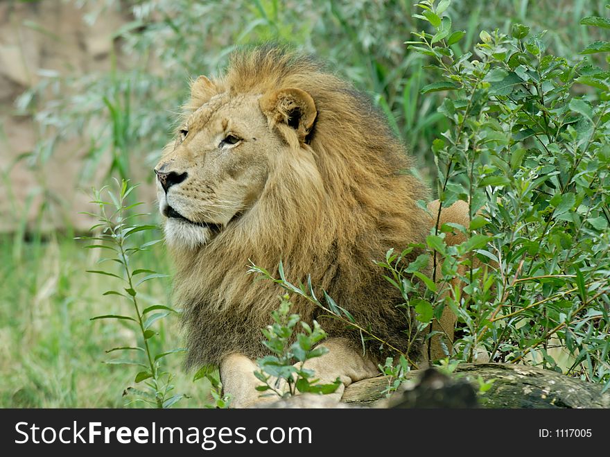 Lion S Head