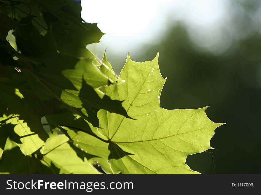 Maple leaves in the Russian forests