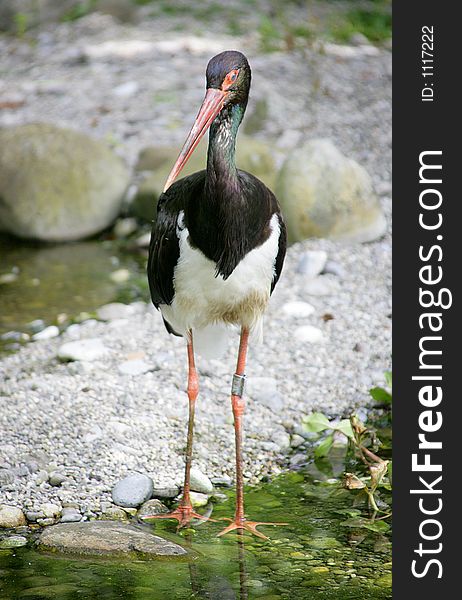 Portrait of black stork. Portrait of black stork