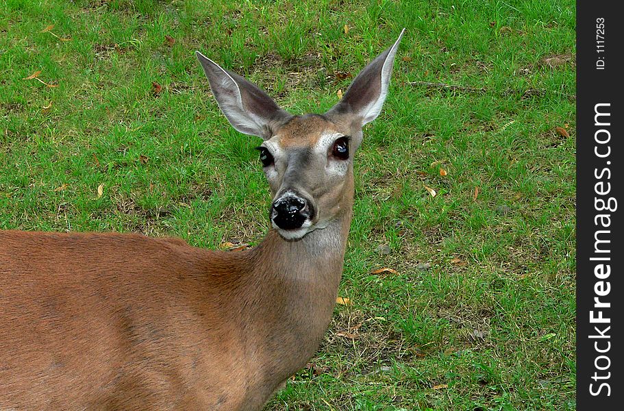 Close up shot of a doe, taken in Promised land in the Pocono Mountains, PA. Close up shot of a doe, taken in Promised land in the Pocono Mountains, PA