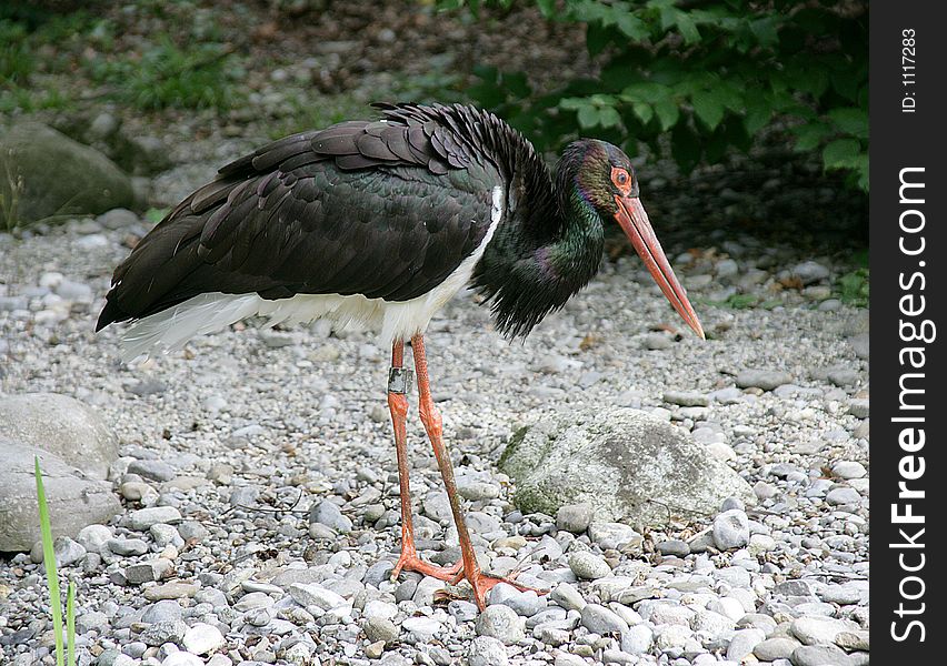 Portrait of black stork. Portrait of black stork