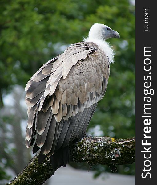 Griffon-vulture. Griffon-vulture