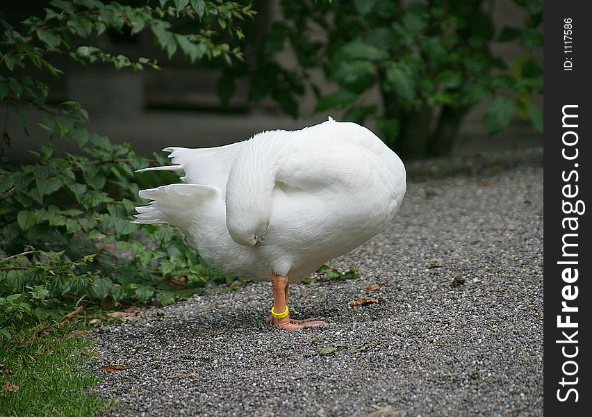 Domestic goose. Domestic goose