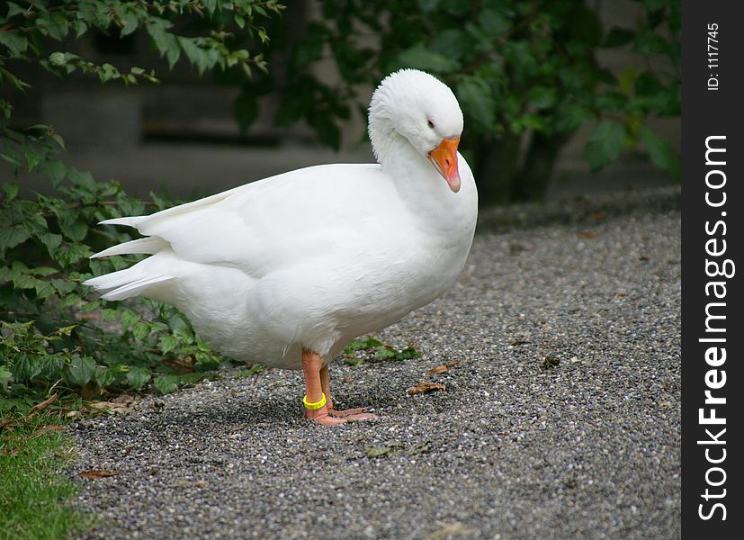 Goose 2