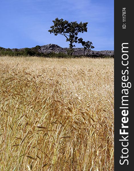 Tree in cereal field