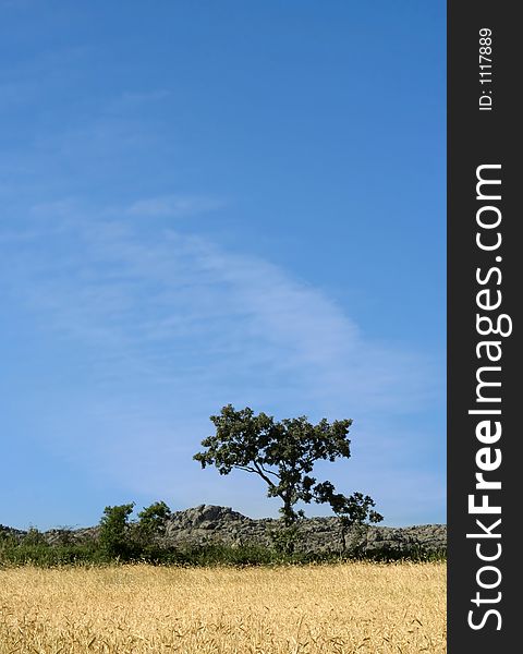Tree in cereal field