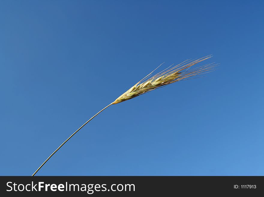 Wheat corn on a summer day with blue sky as background