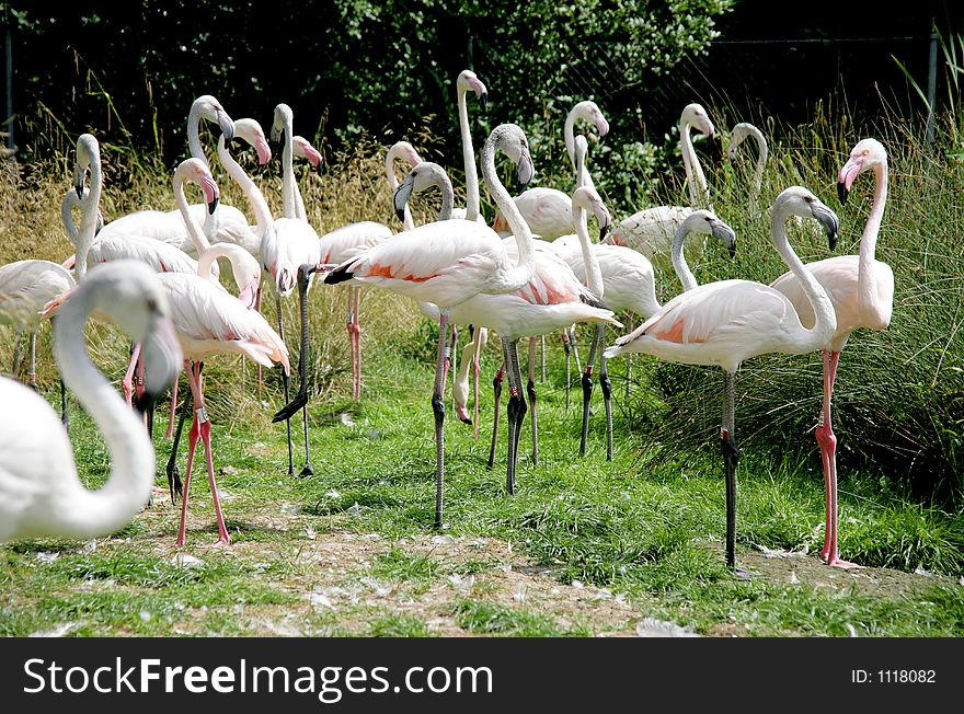 Pink flamingos. Pink flamingos