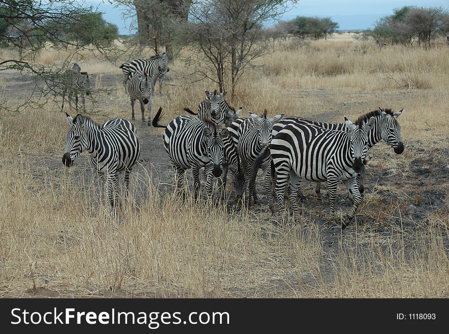 Zebra in Tanzania. Zebra in Tanzania