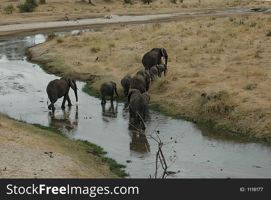 Elephants in Tanzania. Elephants in Tanzania