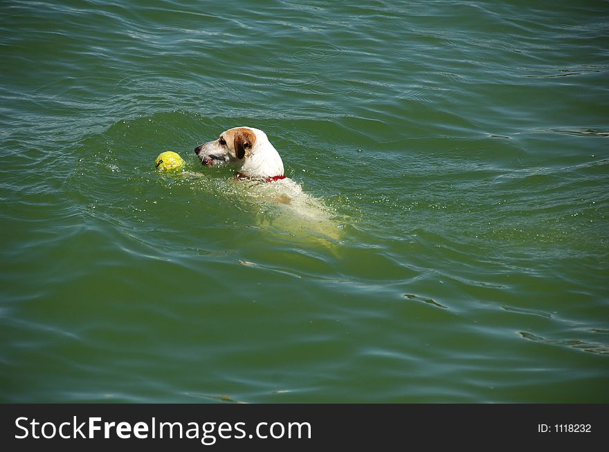 Jack Russell Terrier Dog. Jack Russell Terrier Dog