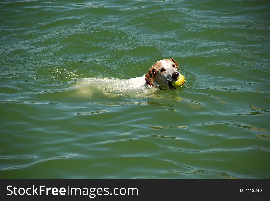 Jack Russell Terrier Dog. Jack Russell Terrier Dog