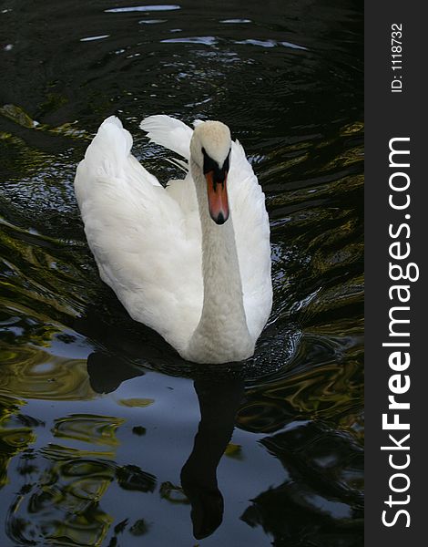 White swan swimming.
