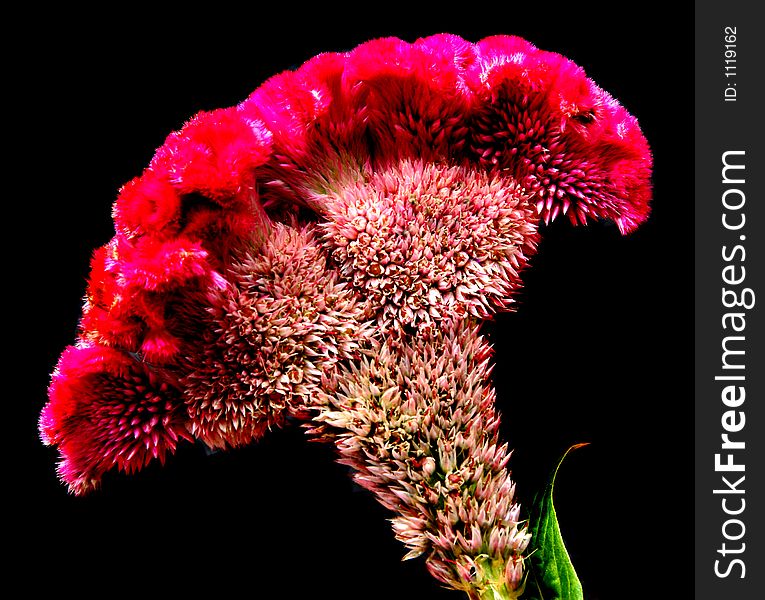 Single flower (looks like the folds of a brain). Single flower (looks like the folds of a brain)