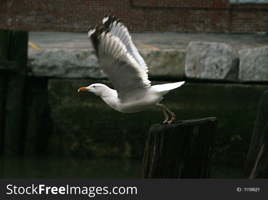 This seagull is just about to take flight. This seagull is just about to take flight.