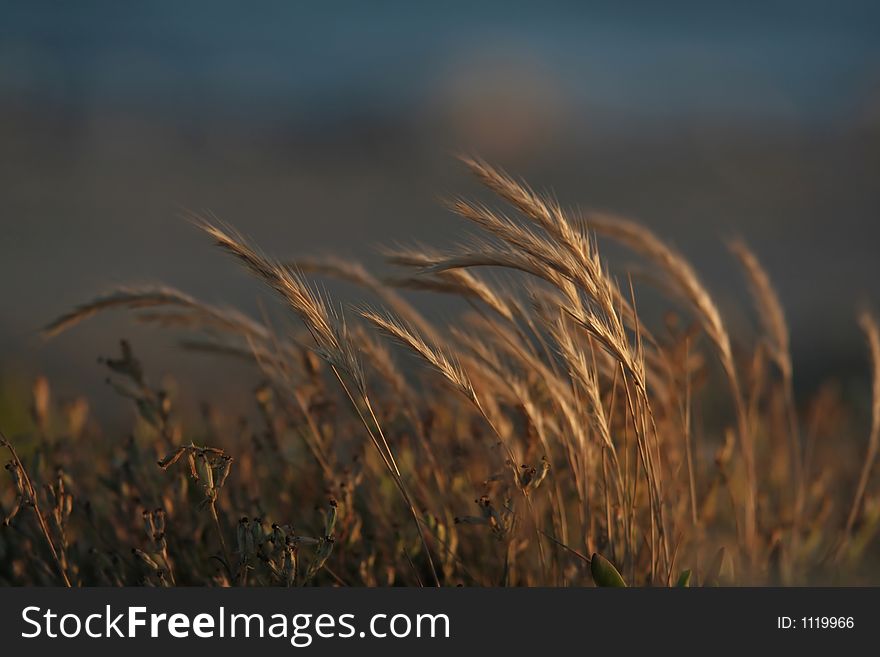 Straw in sunset near the beach