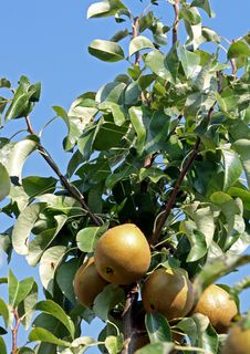 Pears Royalty Free Stock Photo
