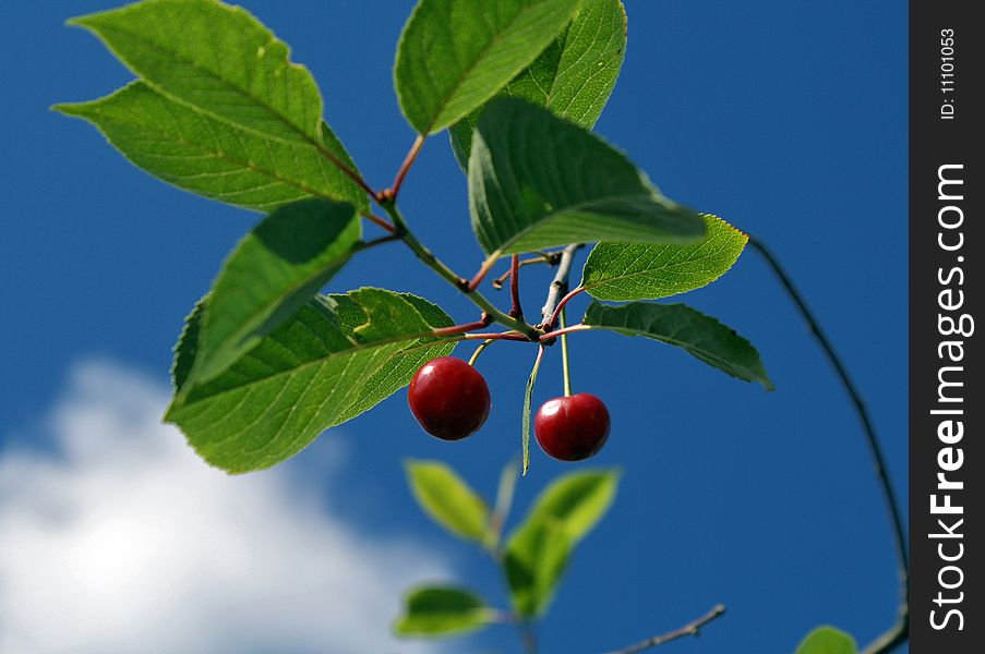 Cherry Berries