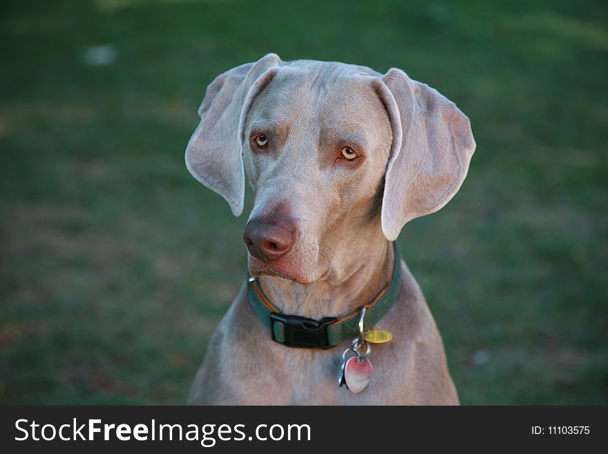 Handsome gray weimaraner dog with yellow eyes, approximately two years old