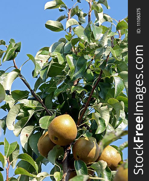 Pears on a tree with a blue sky.