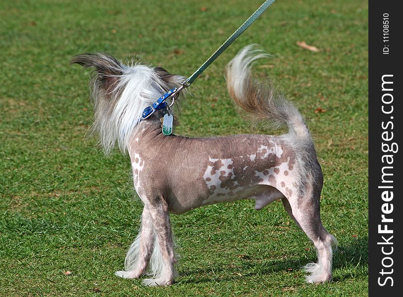 Chinese Crested Hairless dog