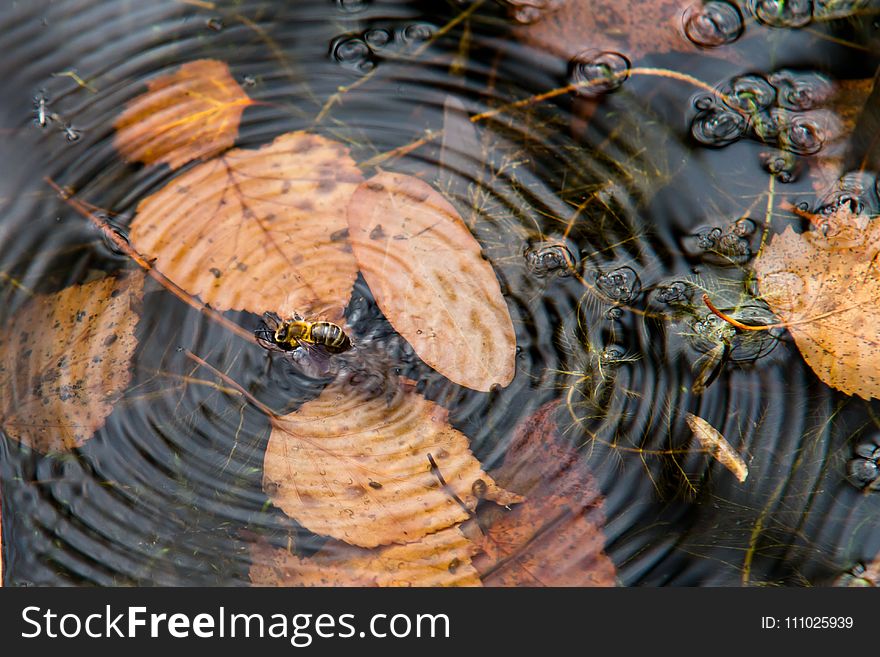 Water, Wood, Organism