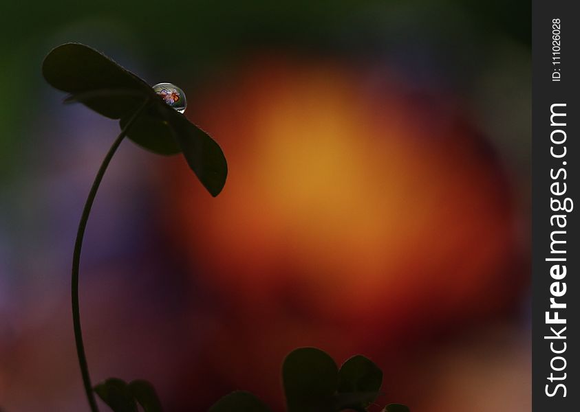 Macro Photography, Flora, Leaf, Close Up