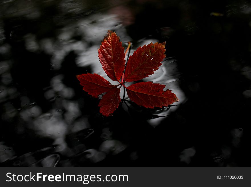 Red, Leaf, Flora, Black And White