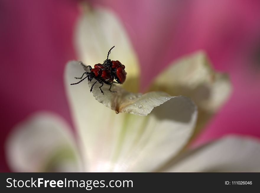 Insect, Flower, Nectar, Macro Photography