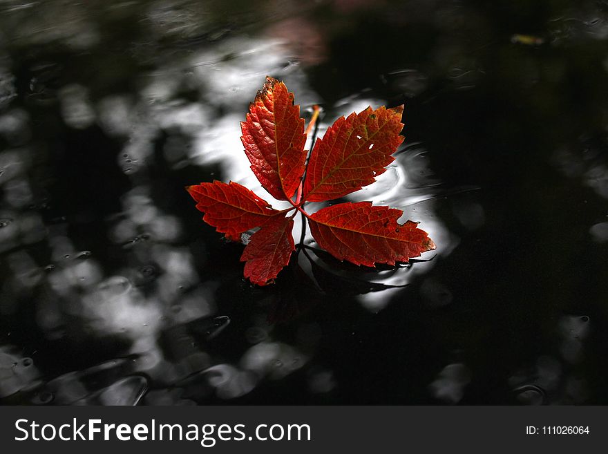 Leaf, Red, Flora, Autumn