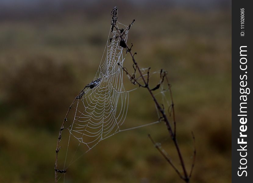 Spider Web, Wildlife, Spider, Arachnid