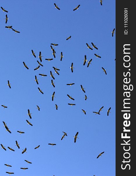 Sky, Flock, Bird Migration, Bird