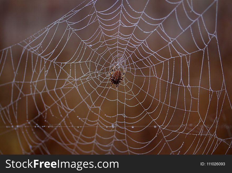 Spider Web, Arachnid, Spider, Invertebrate