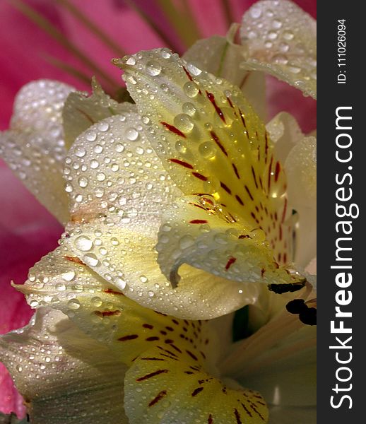 Flower, Yellow, Flora, Close Up