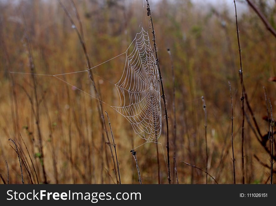 Spider Web, Wildlife, Grass Family, Grass