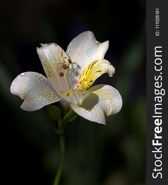 Flower, Flora, Plant, Wildflower