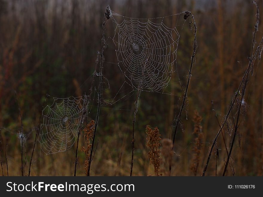 Wildlife, Spider Web, Fauna, Grass