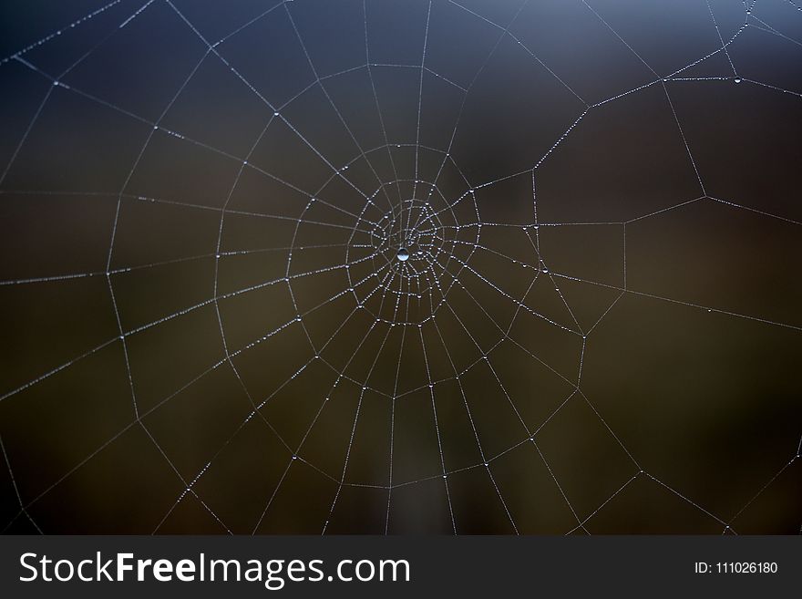 Spider Web, Water, Atmosphere, Macro Photography