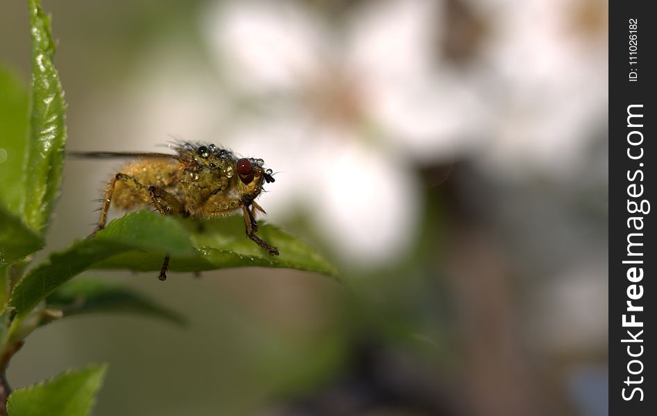 Insect, Fauna, Macro Photography, Close Up