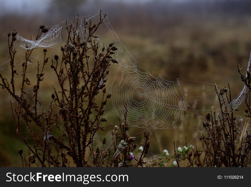 Spider Web, Ecosystem, Wildlife, Morning