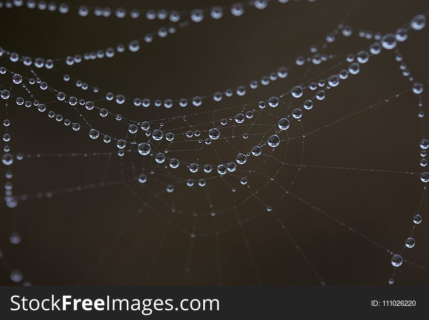 Spider Web, Water, Moisture, Dew