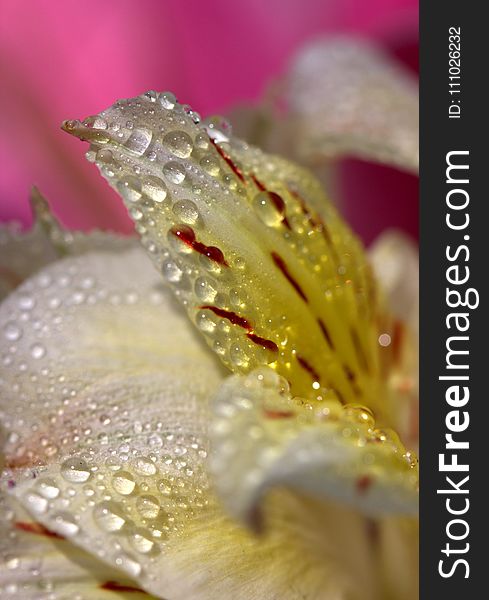 Flower, Dew, Water, Macro Photography