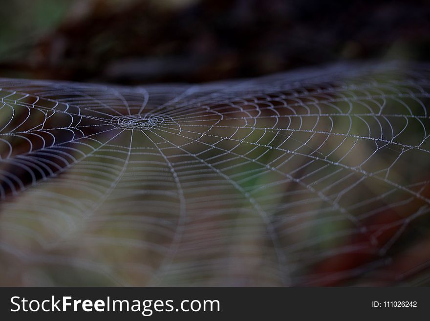 Spider Web, Macro Photography, Close Up, Invertebrate