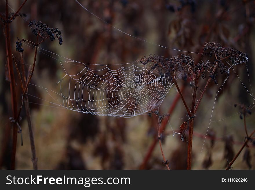 Spider Web, Arachnid, Wildlife, Spider